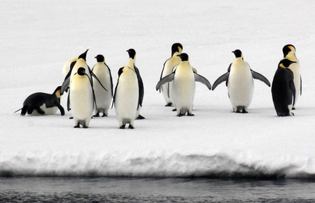 海氷の上に立つコウテイペンギンの群れ（南極観測同行記者撮影）＝２００８年