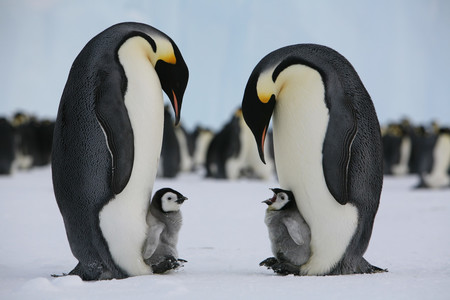 南極に生息するコウテイペンギンの親子＝ゲーリー・ミラー氏撮影・オーストラリア南極局提供