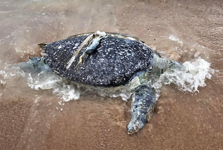 タイ中部チョンブリ県の海岸で見つかったアオウミガメ(タイ海軍ウミガメ保護センター提供・時事)