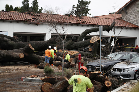 豪雨の影響で倒れた大木を撤去する作業員ら＝１５日、米カリフォルニア州ロサンゼルス（ＥＰＡ時事）
