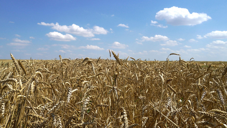 ウクライナの小麦畑＝２０２２年７月、マリウポリ郊外（ＡＦＰ時事）