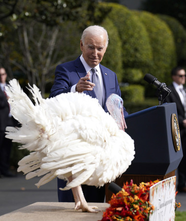 ２０日、米ホワイトハウスで七面鳥を「恩赦」するバイデン大統領（ＥＰＡ時事）