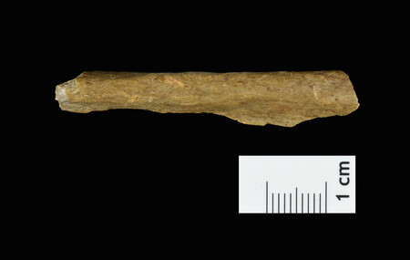 イルゼン洞窟で発掘された現生人類（ホモ・サピエンス）の骨片化石（ドイツ・テューリンゲン州政府提供）