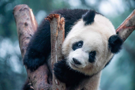 動物園で遊ぶパンダ＝１月７日、中国重慶（ＡＦＰ時事）