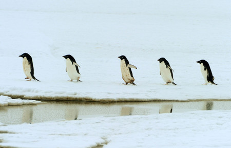 南極で列をつくって歩くアデリーペンギン＝２０１２年１月（ＥＰＡ時事）