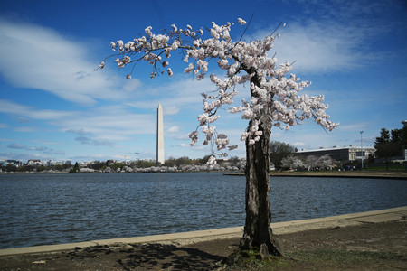 「スタンピー」の愛称で親しまれている桜＝１９日、ワシントン（ＡＦＰ時事）