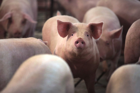 養豚場で飼育されている豚＝２０２０年５月、米中西部イリノイ州（ＡＦＰ時事）