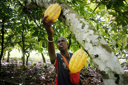 カカオ豆を収穫する農家＝２０２３年１０月、コートジボワール・アゾペ（ＥＰＡ時事）
