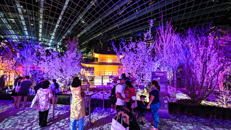 植物園のドーム内でライトアップされた桜の木＝２２日、シンガポール