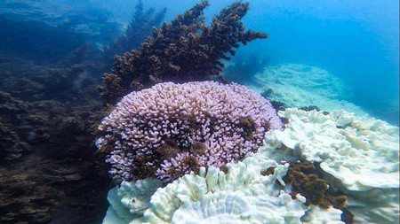 オーストラリア東海岸のハービー湾で確認されたサンゴの白化＝民間の海洋保護団体コーラルウオッチが３月１日に公開（同団体提供・時事）