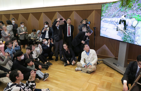 ９日、東京都内の在日中国大使館で開かれたジャイアントパンダのシャンシャンとのオンライン交流会