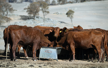 オーストラリア・ニューサウスウェールズ州で飼育されている牛＝２０１９年８月（ＡＦＰ時事）