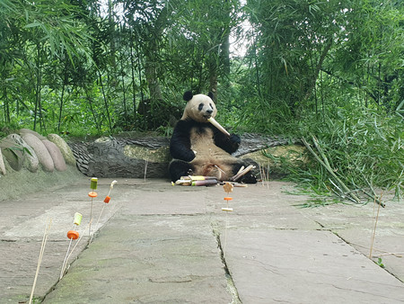 ７歳となったジャイアントパンダのシャンシャン＝１２日、中国四川省雅安