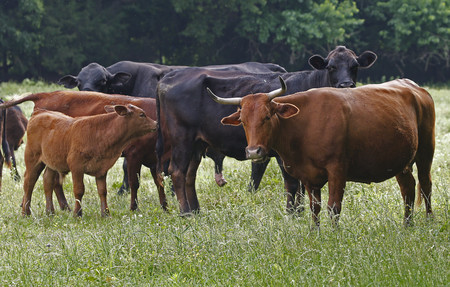 米テキサス州内で放牧中の牛（ＥＰＡ時事）