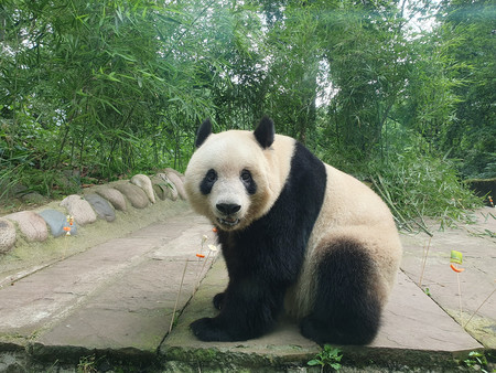 上野動物園から返還されたジャイアントパンダのシャンシャン＝１２日、中国四川省雅安市の碧峰峡基地