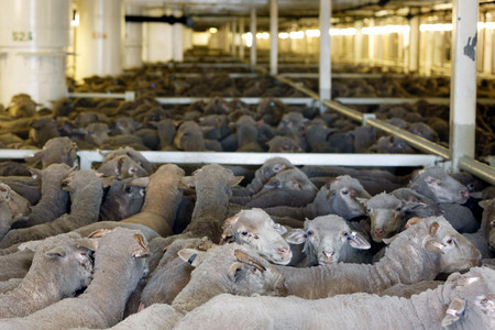 中東向けに船舶で出荷される羊＝２０１９年、オーストラリア・パース近郊の港（ＥＰＡ時事）