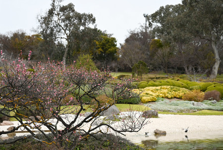 ５日、アンズの花が咲くオーストラリア南東部カウラの日本庭園