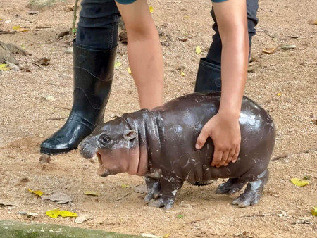 タイの動物園で、「ムーデン（豚肉団子）」という名前で人気のコビトカバの赤ちゃん＝タイ東部チョンブリ県（カオ・キィアオ動物園のＸより・時事）