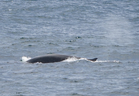 ベーリング海を泳ぐクジラ＝９月２９日、海洋地球研究船「みらい」船上から