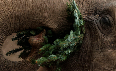 ベルリンの動物園で、売れ残りのクリスマスツリーを食べるゾウ＝４日（ＡＦＰ時事）