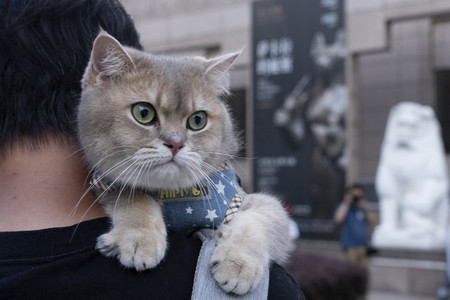 飼い主の肩に乗るネコ＝２０２４年７月、中国・上海（ＡＦＰ時事）