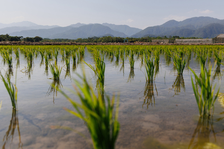 台湾・宜蘭県の水田の稲(資料写真、AFP時事)