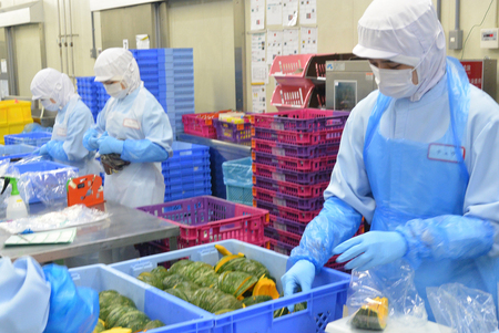 食品加工工場で作業するベトナム人の技能実習生(資料)