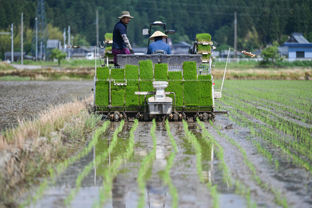 田植えをする農家＝６月４日、新潟県三条市（ＡＦＰ時事）