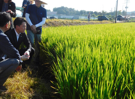 ソウル近郊のコメ農家の田んぼを視察する小泉進次郎農林水産相(左から2人目)=10日、韓国京畿道坡州
