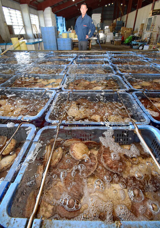 青森県・陸奥湾で育った養殖ホタテ＝２０２３年９月、青森県平内町の平内町漁業協同組合